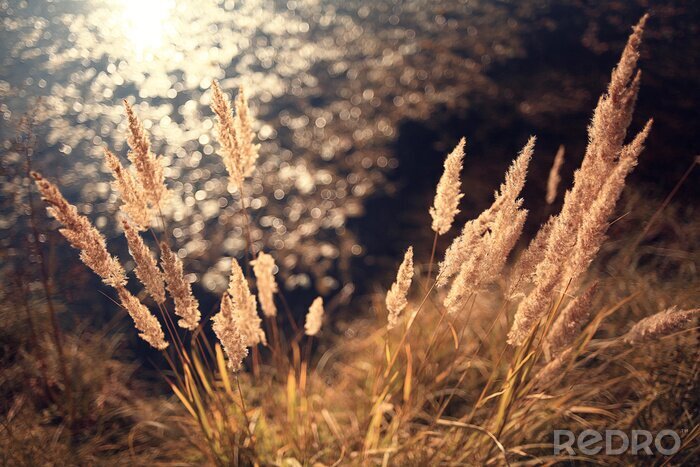 Fotobehang Natuur in de zon
