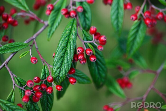 Fotobehang Natuur in herfstkleuren