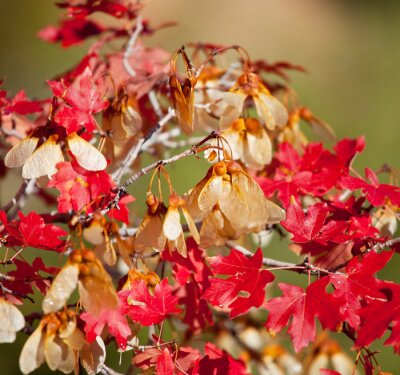Fotobehang Natuur in herfsttinten