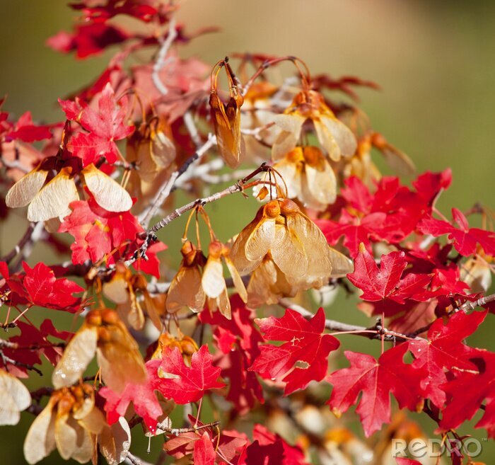 Fotobehang Natuur in herfsttinten