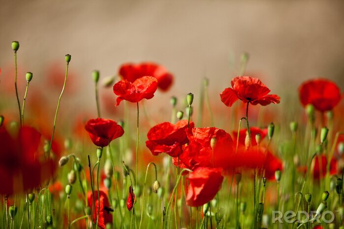 Fotobehang Natuur in rode kleuren