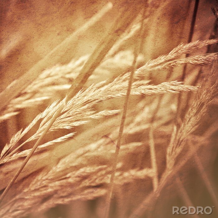 Fotobehang Natuur in sepia