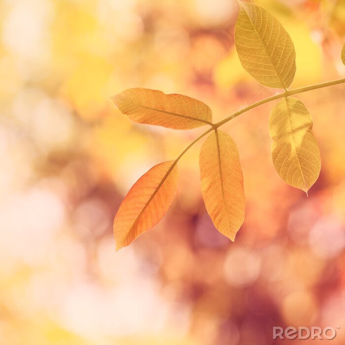 Fotobehang Natuur in warme kleuren