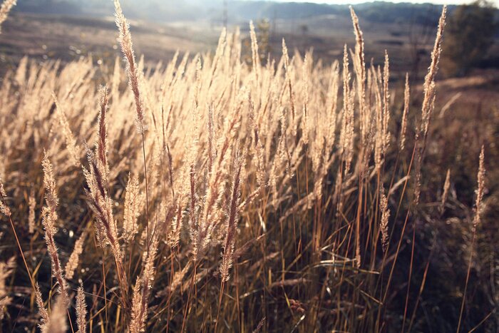 Fotobehang Natuur met gedroogd gras