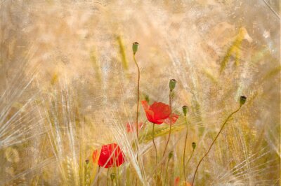 Fotobehang Natuur met klaprozen
