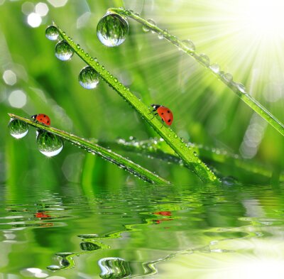 Fotobehang Natuur met lieveheersbeestjes