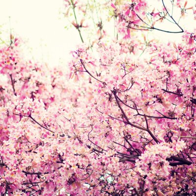 Fotobehang Natuur met roze bloemen