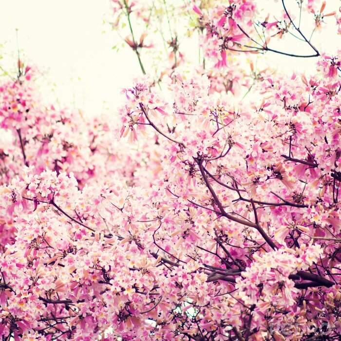 Fotobehang Natuur met roze bloemen