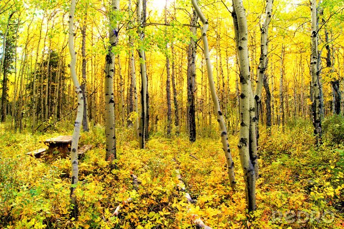 Fotobehang Natuurbos in herfstkleuren