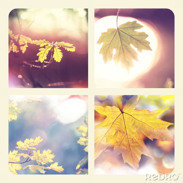 Fotobehang Natuurbos met geel blad