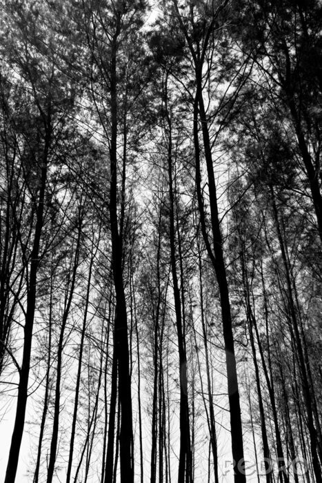 Fotobehang Natuurbos van onderaf gezien