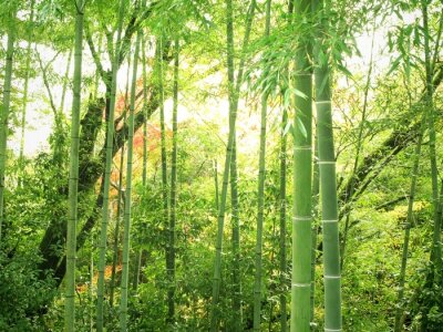 Fotobehang Natuurlijk bamboebos