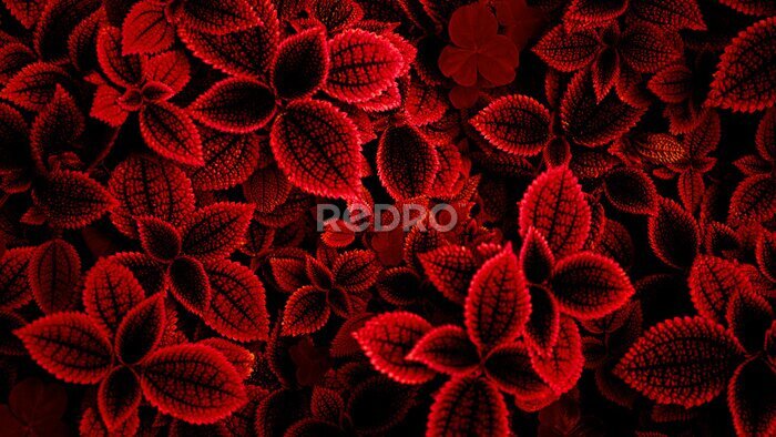 Fotobehang Natuurlijke achtergrond met rode bladeren