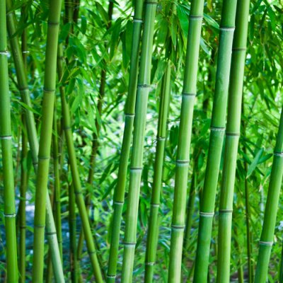 Fotobehang Natuurlijke bamboe
