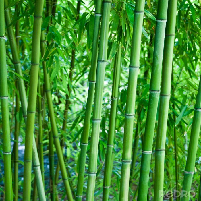 Fotobehang Natuurlijke bamboe