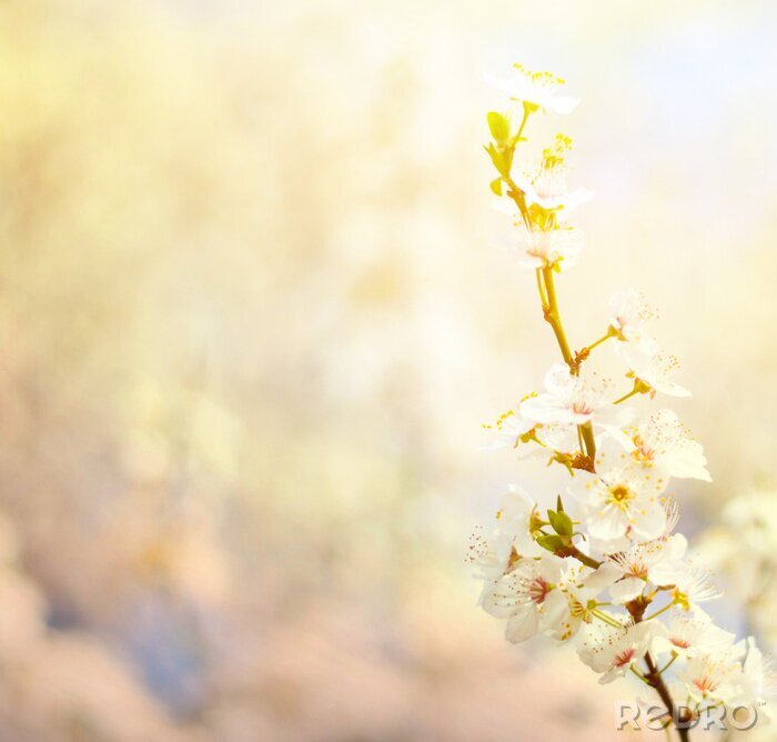 Fotobehang Natuurlijke bloem en zonnestralen