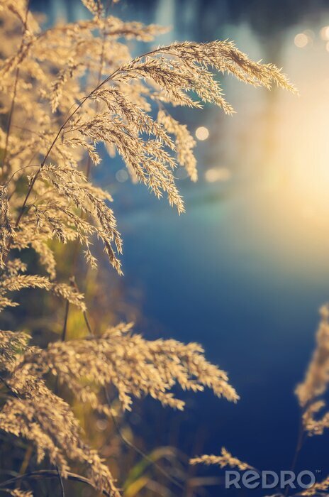 Fotobehang Natuurlijke grassen en zon