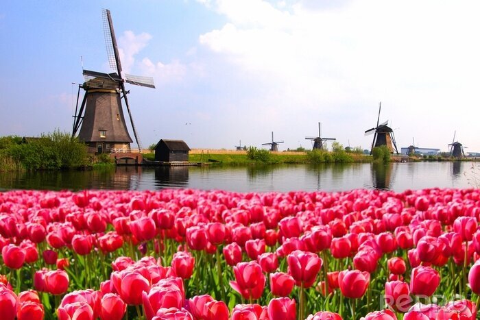 Fotobehang Nederlands landschap met tulpen
