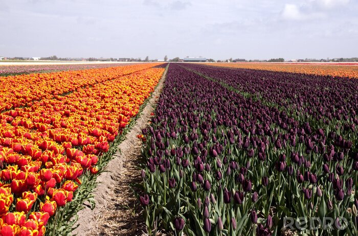 Fotobehang Nederlands tulpenveld