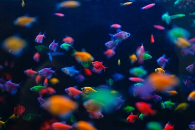 Fotobehang Neon vissen onder water