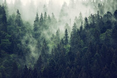 Fotobehang Nevelig bos op een berghelling