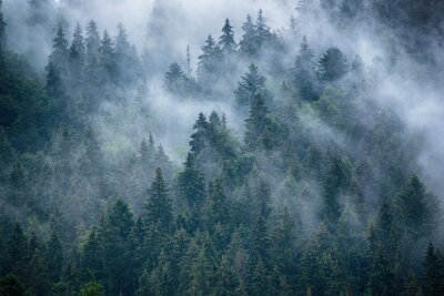 Fotobehang Nevelig landschap met sparbos in hipster uitstekende retro stijl