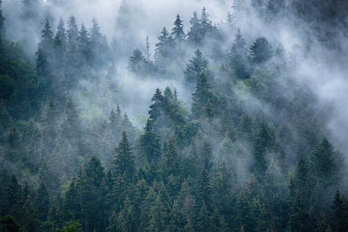Fotobehang Nevelig landschap met sparbos in hipster uitstekende retro stijl