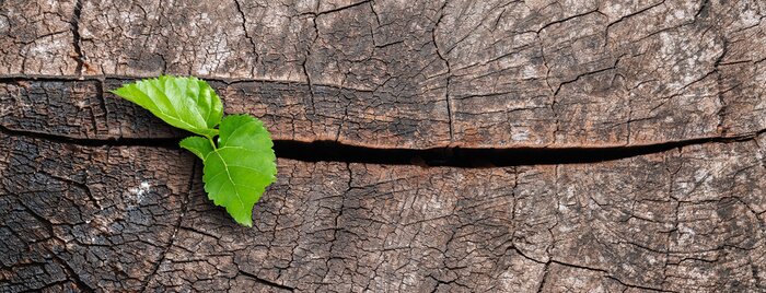 Fotobehang Nieuw leven op een gesneden boom
