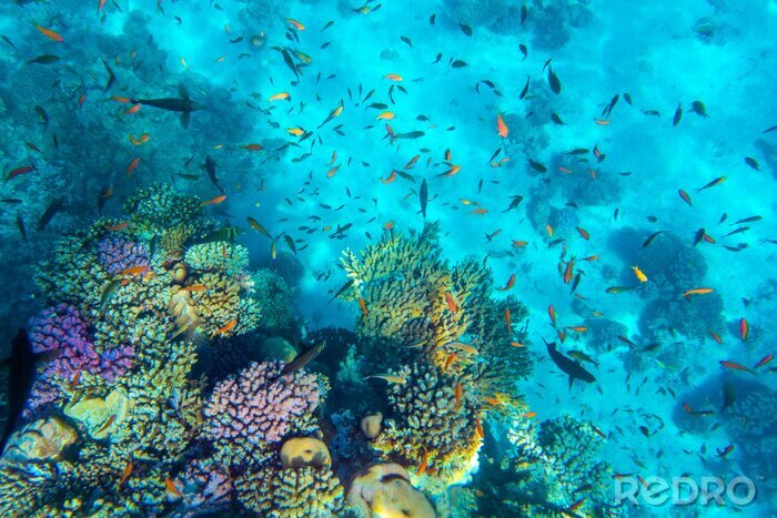 Fotobehang Oceaan koraalrif