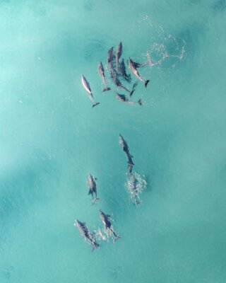 Fotobehang Oceaan koraalrif en haaien
