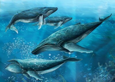 Oceaan walvissen