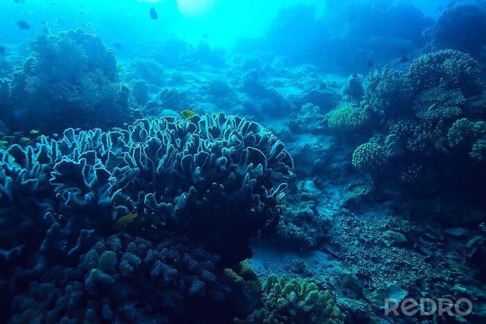 Fotobehang Oceaanbodem en koraalrif