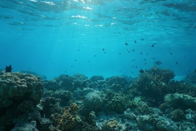 Fotobehang Oceaanbodem met koraalrif