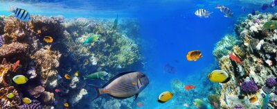 Fotobehang Oceaanvissen en koraalrif