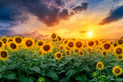 Fotobehang Ochtend boven een veld met zonnebloemen