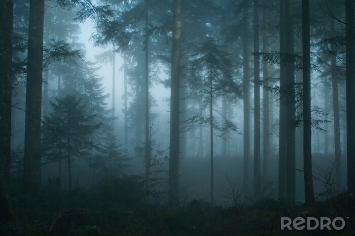Fotobehang Ochtend in een vuren bos