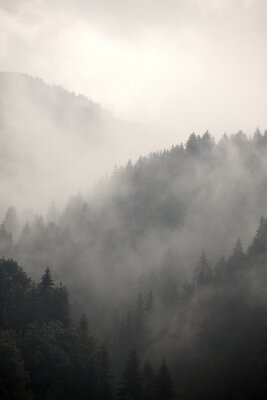 Fotobehang Ochtendmist over de bomen in de bergen