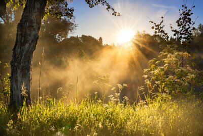 Fotobehang Ochtendweide in de stralen van de zonsopgang