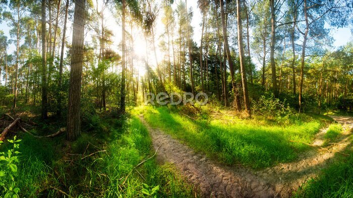 Fotobehang Ochtendzon in het bos