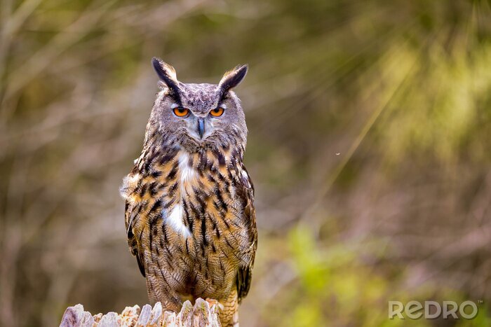 Fotobehang Oehoe op de achtergrond van bomen