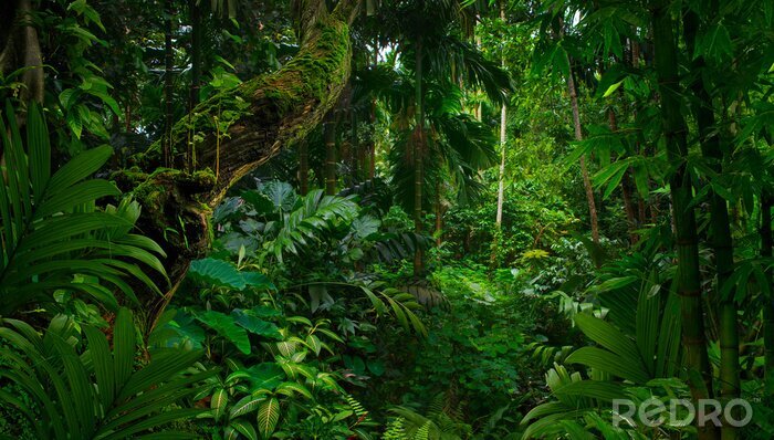 Fotobehang Oerwoudgroen