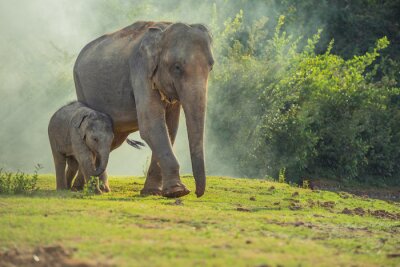Fotobehang Olifant en baby olifant in een bos