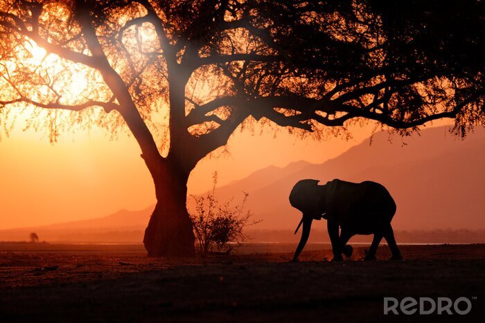 Fotobehang Olifant in Afrika