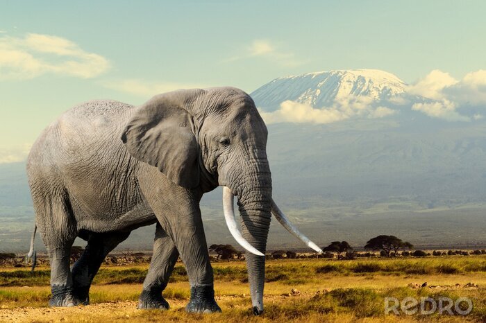 Fotobehang Olifant op de achtergrond van een bergketen