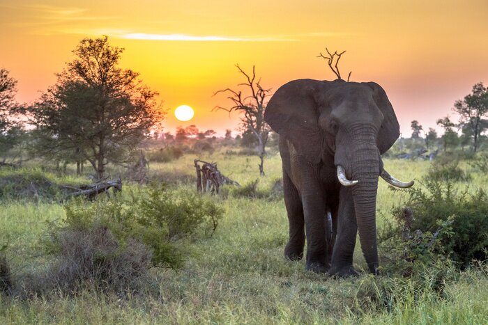 Fotobehang Olifant op de achtergrond van oranje lucht