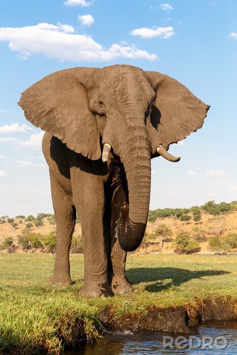 Fotobehang Olifant op een zonnige dag