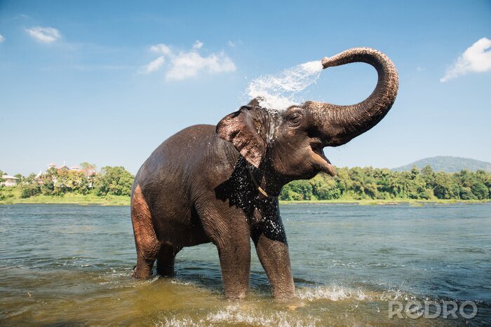 Fotobehang Olifant spettert met water