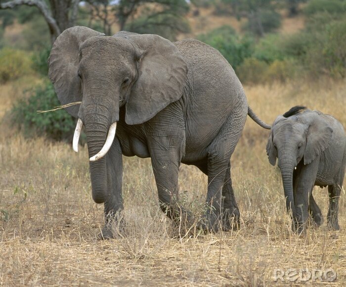 Fotobehang olifanten