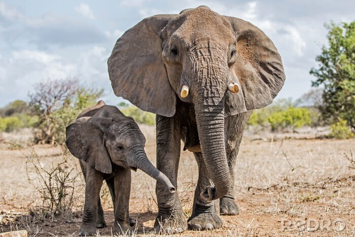 Fotobehang Olifanten in het Kruger National Park