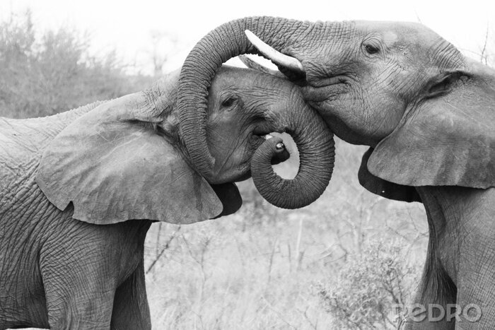 Fotobehang Olifanten knuffelen met hun slurfen